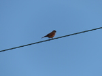 FZ019194 Little birdie on wire.jpg